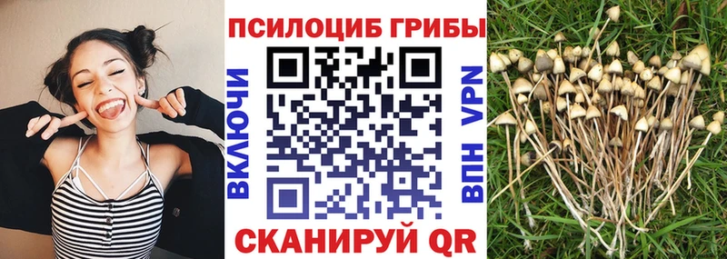 мега рабочий сайт Реж Псилоцибиновые грибы мицелий
